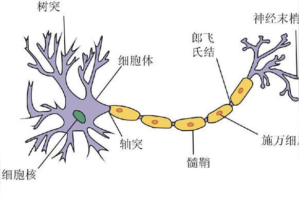 细胞(除了神经细胞)它的细胞内外电荷是什么样的内正？