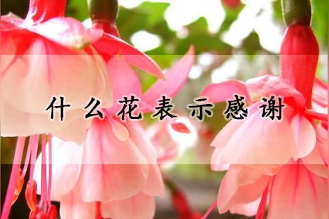 花语是感谢的有什么花？