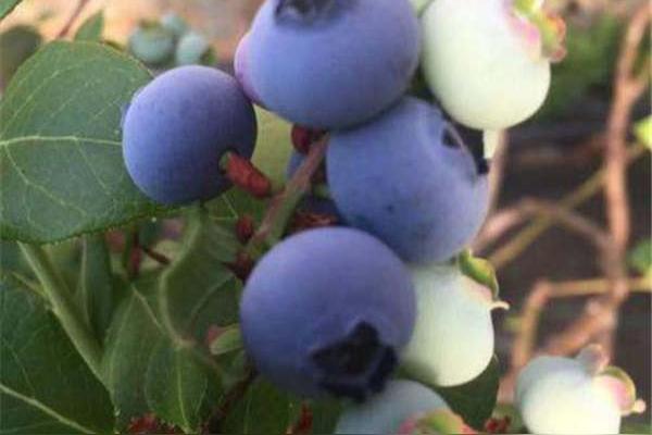 奥尼尔蓝莓适合在广东种吗？
