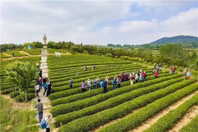 青島的茶葉市場在哪里_青島茶葉交易市場