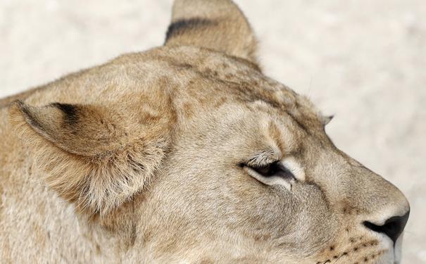 野外已灭绝的巴巴里狮在捷克动物园诞生