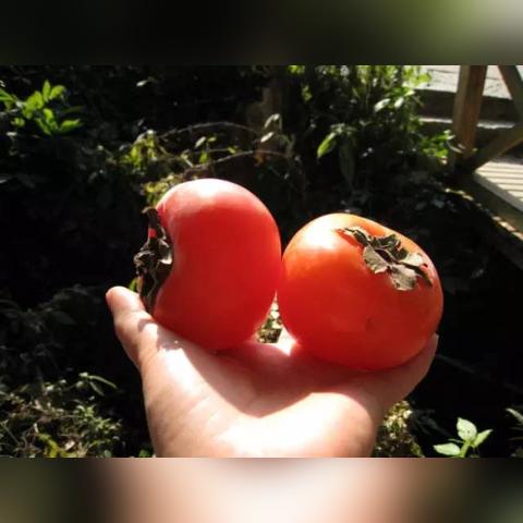 桂林市周边哪里有柿子