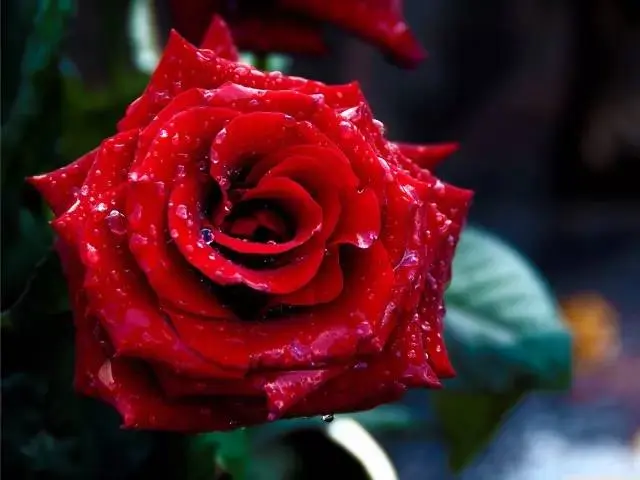 红色玫瑰花语：爱的表达