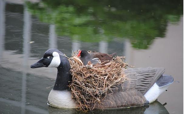 女人梦见我把小鸟赶飞了,鸟妈的怒视背后的深层寓意 女人梦见我把小鸟赶飞了,鸟妈的怒视背后的深层寓意
