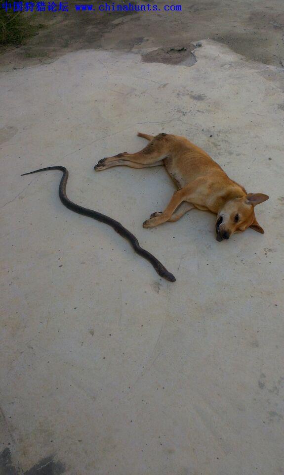 梦境迷雾，解读梦见两条眼镜蛇，儿子与蛇同归于尽的深层含义