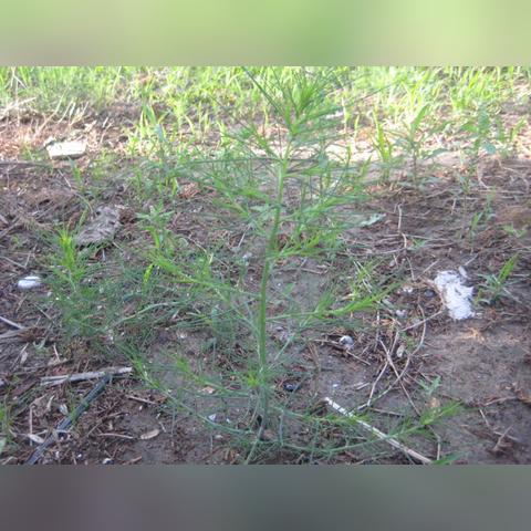 河南和山东哪个到安徽近？