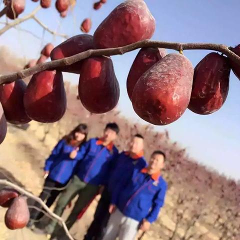 石家庄市兵团红枣经销的长尾关键词有什么