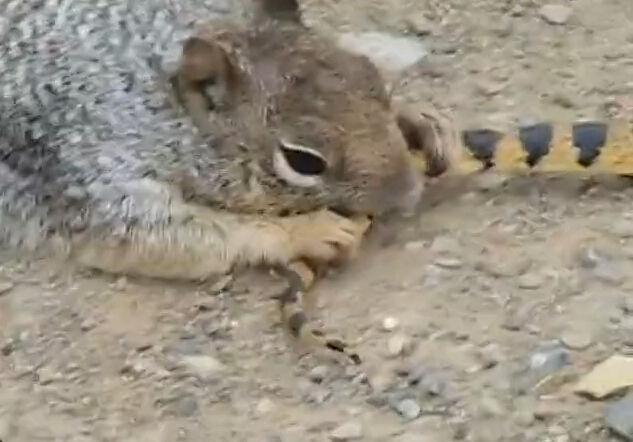 我梦见我被毒蛇咬了，周公解梦，这个梦究竟意味着什么？