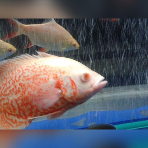 平谅天气预报的长尾关键词有哪些