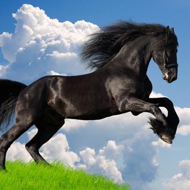 七杀朝斗是稀有格局吗(七杀朝斗是什么意思)