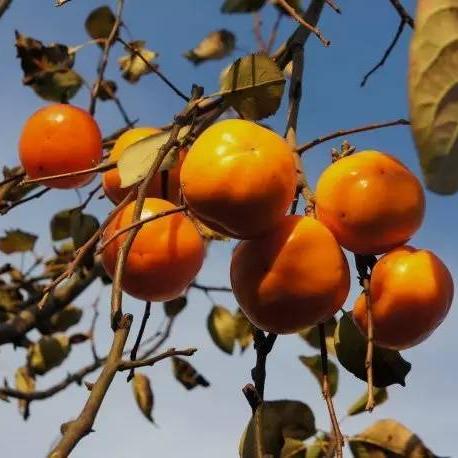 临沂市水果社区团购的长尾关键词有哪些