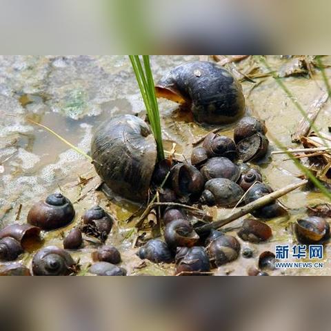 河北亚马逊跨境销售的相关长尾关键词是那些