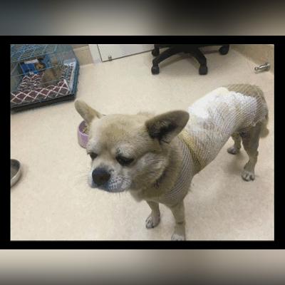 大连批发鸡肝的长尾关键词有什么