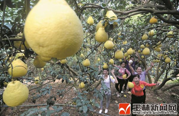 玉林柑橘苗種植手藝_本年的生果為什么那么貴