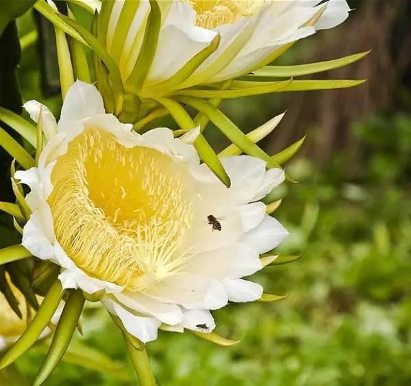 火龙果花是霸王花吗,火龙果茎与霸王花茎有无区别?