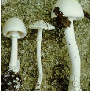 沈阳市怎么做百度爱采财