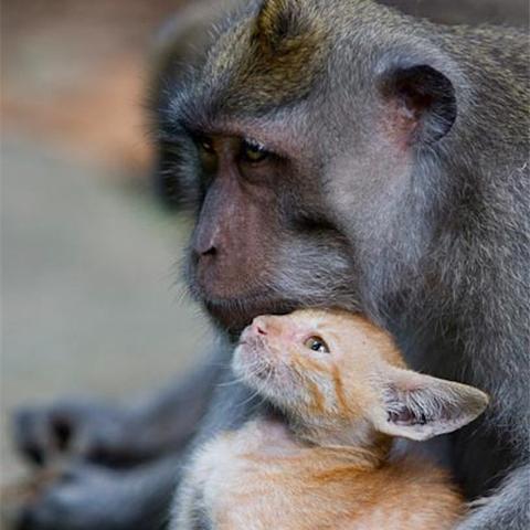 人工智能爱心人类的相关长尾关键词有哪些