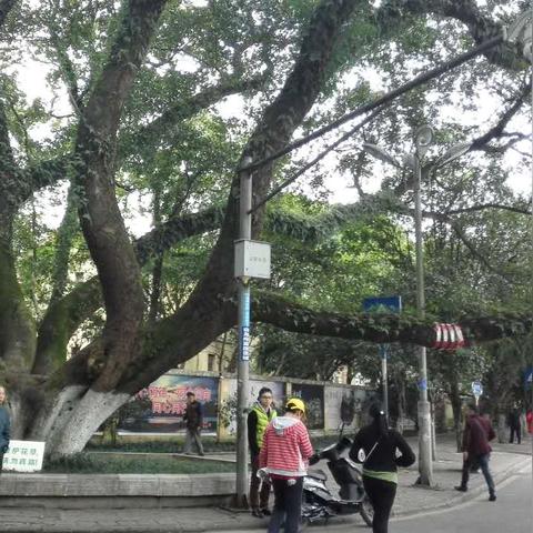 桂林大榕树在哪相关长尾关键词有哪些