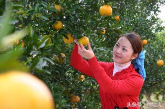 柑橘栽培技术与管理实验告范文大全（蜜桔种植技术）