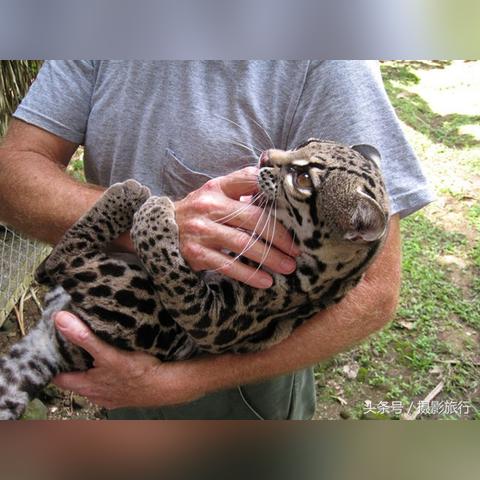 河南六凹六的相关长尾关键词有哪些