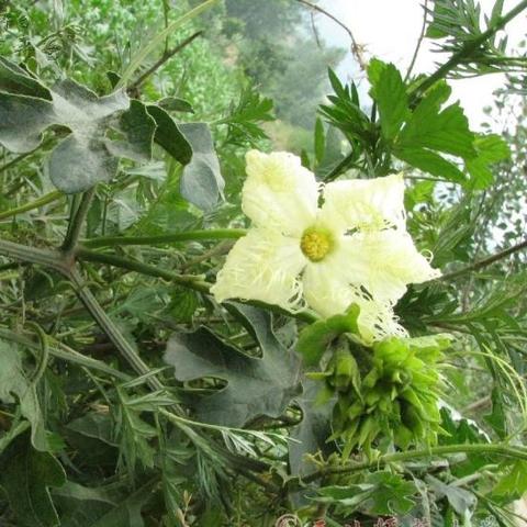 河北 福建哪个好