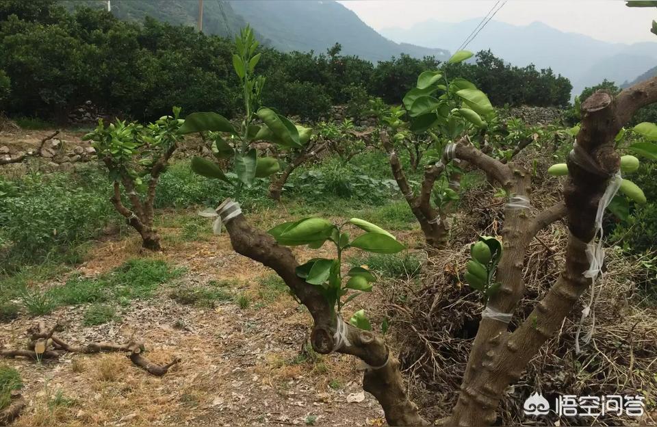 柑橘栽培技术全套视频教学大全（大家支支招有些才一点点）