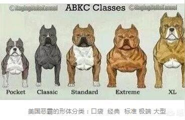 恶霸犬为啥养的都后悔