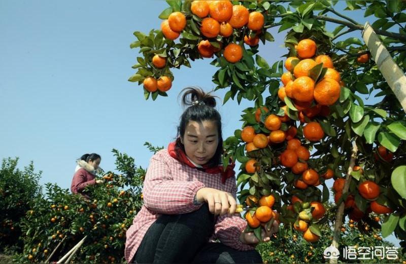 柑橘幼果收购价格表图片（柑橘幼果期可以使用氟啶胺吗）