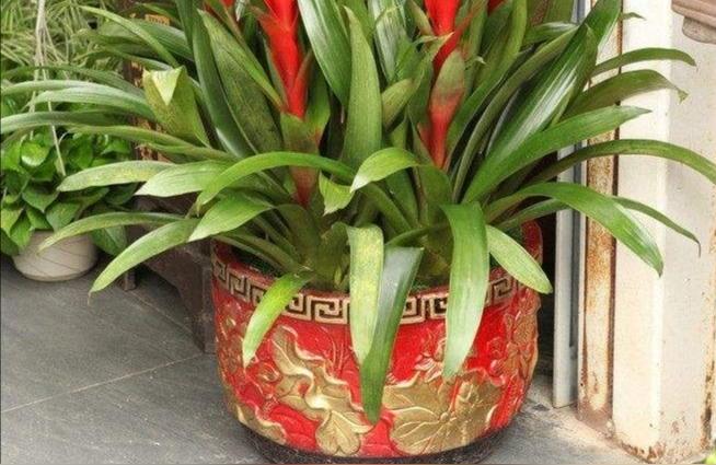 送给朋友的花