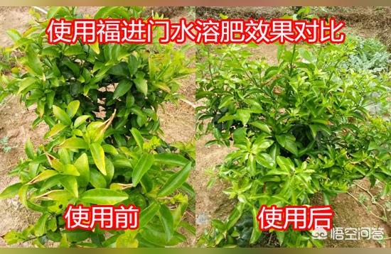 柑橘種植手藝和滴灌_一棵柑橘樹澆幾斤水