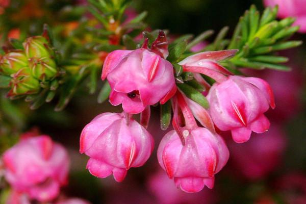 石楠花语,花语花的数量?