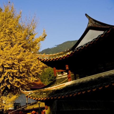 福建哪里批发菩提大珠子？