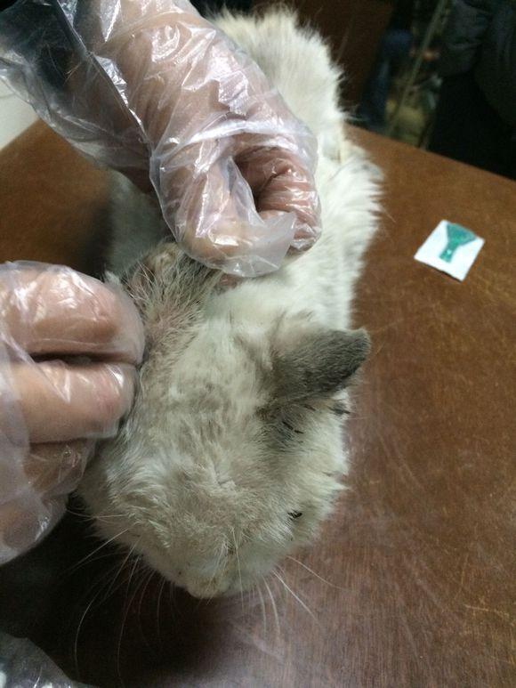 梦见别人身上爬小虫子慢慢人就死了,梦境背后的深层含义与解析 梦见别人身上爬小虫子慢慢人就死了,梦境背后的深层含义与解析