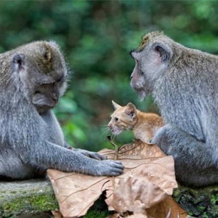 武汉收养猫的长尾关键词有哪些