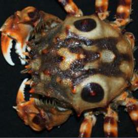 厦门市缘圆产业怎么样