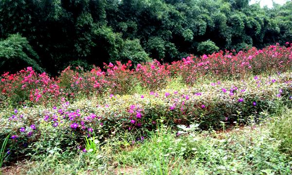 蓝花楹价格3500元,世界上第一棵树是怎么样进化而来的?