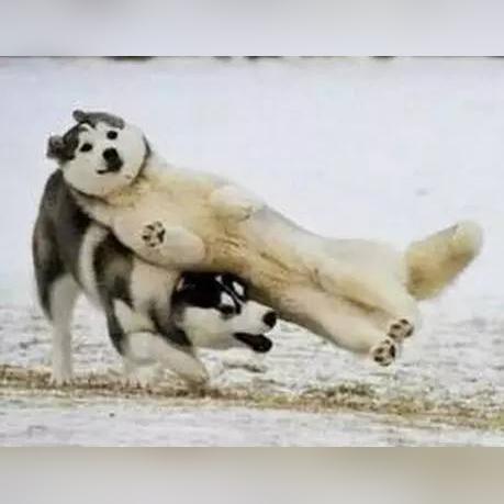 苏州市规定了什么什么