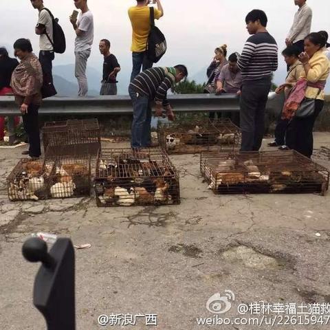 桂林男子杀小猫视频相关长尾关键词有哪些