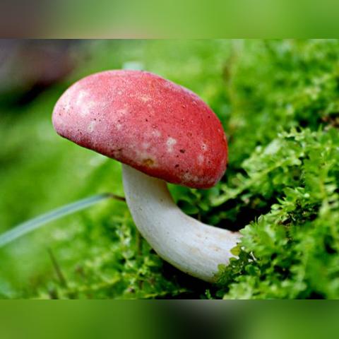 成都市丛林火锅店地址的长尾关键词有什么