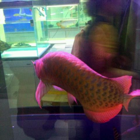 哈尔滨有没有花鸟鱼市相关长尾关键词有哪些