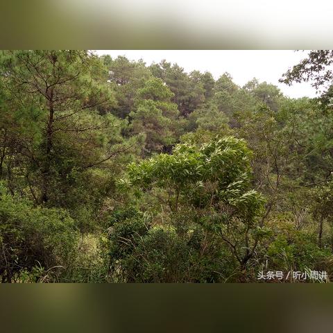 南宁市野猪的相关长尾关键词有哪些