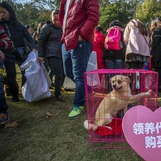 合肥收狗人相关长尾关键词有哪些