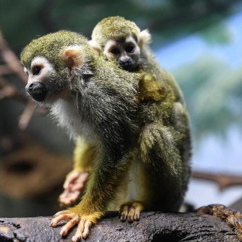 10月9日属猴生肖运势(十二生肖10月9日运势)