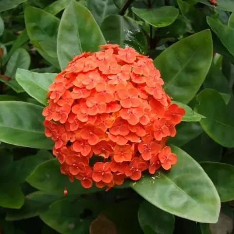 广州市路旁最爱种什么花