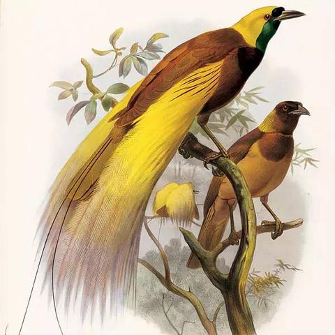 电影 奇迹男孩的长尾关键词是什么