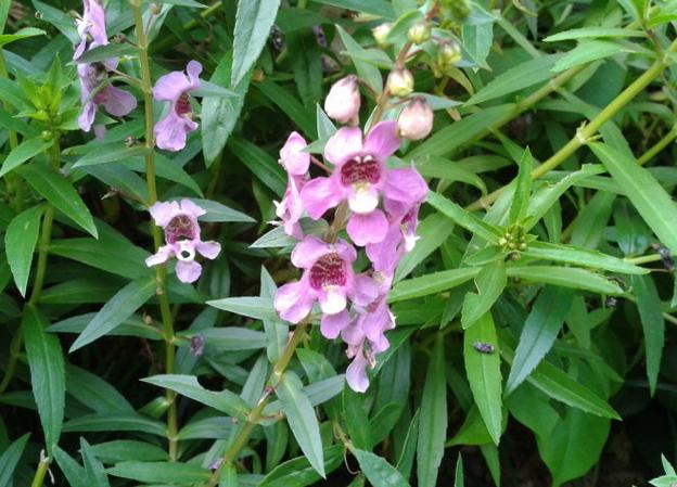 梦境中的纯真天使，解读梦见小女孩的深层含义