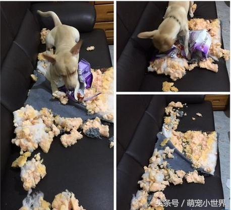 梦魇之境，解析梦中遭遇他人犬只攻击，自卫之下爱犬反击的深层含义