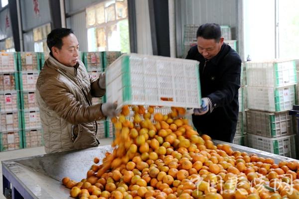 夷陵柑橘種植手藝_良多人的方言稱宜昌蜜桔為柑