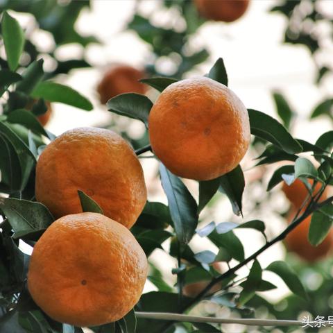 合肥桔子酒店套房相关长尾关键词有哪些