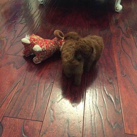 【天津公狗】相关长尾关键词有哪些